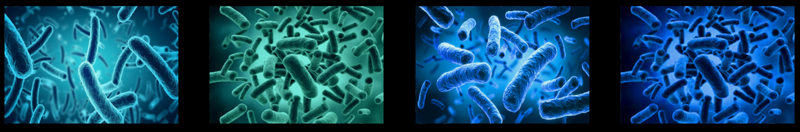 Microbes comparative A.jpg